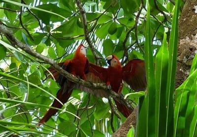 Photo Gallery, Tiki Villas Rainforest Lodge